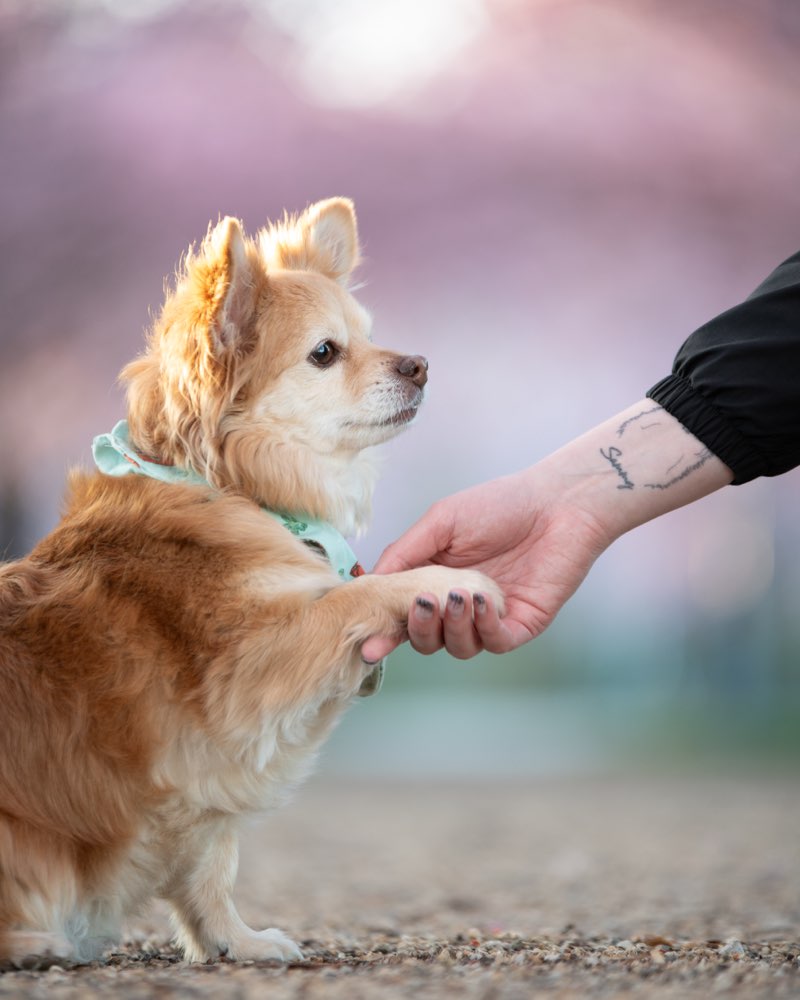 Hundetreffen-Gemeinsame Gassirunden mit kleinen Hunden gesucht-Profilbild