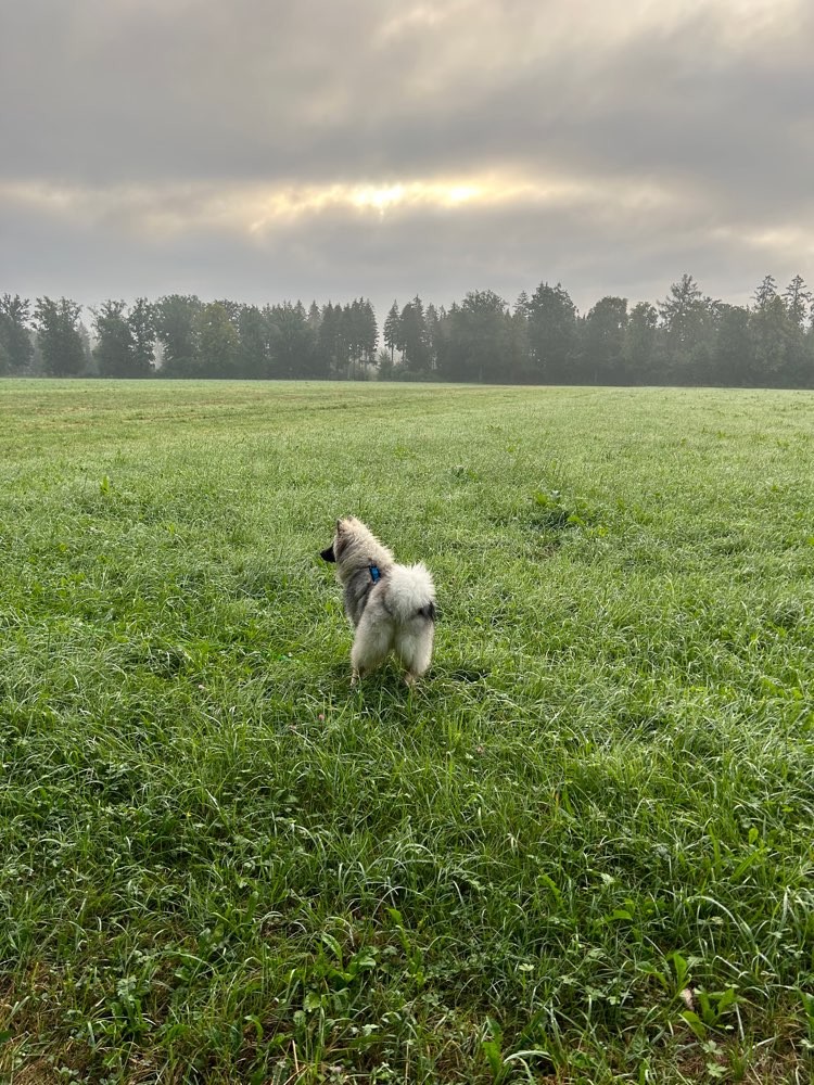 Hundetreffen-Gassipartner gesucht-Profilbild