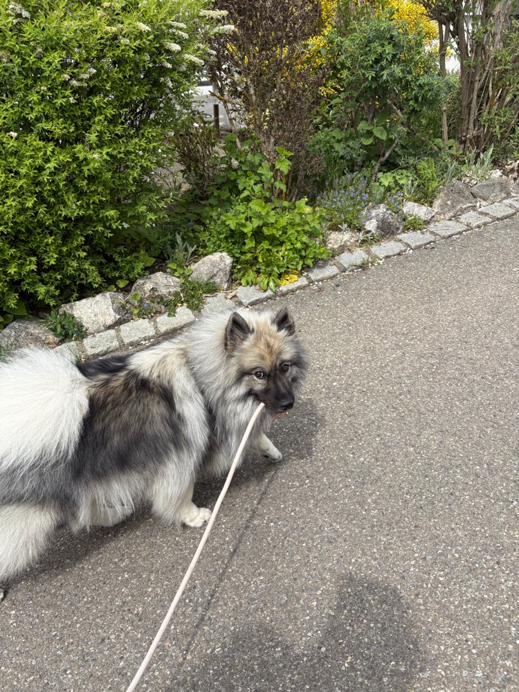 Hundetreffen-Gemeinsame Morgenrunde-Profilbild