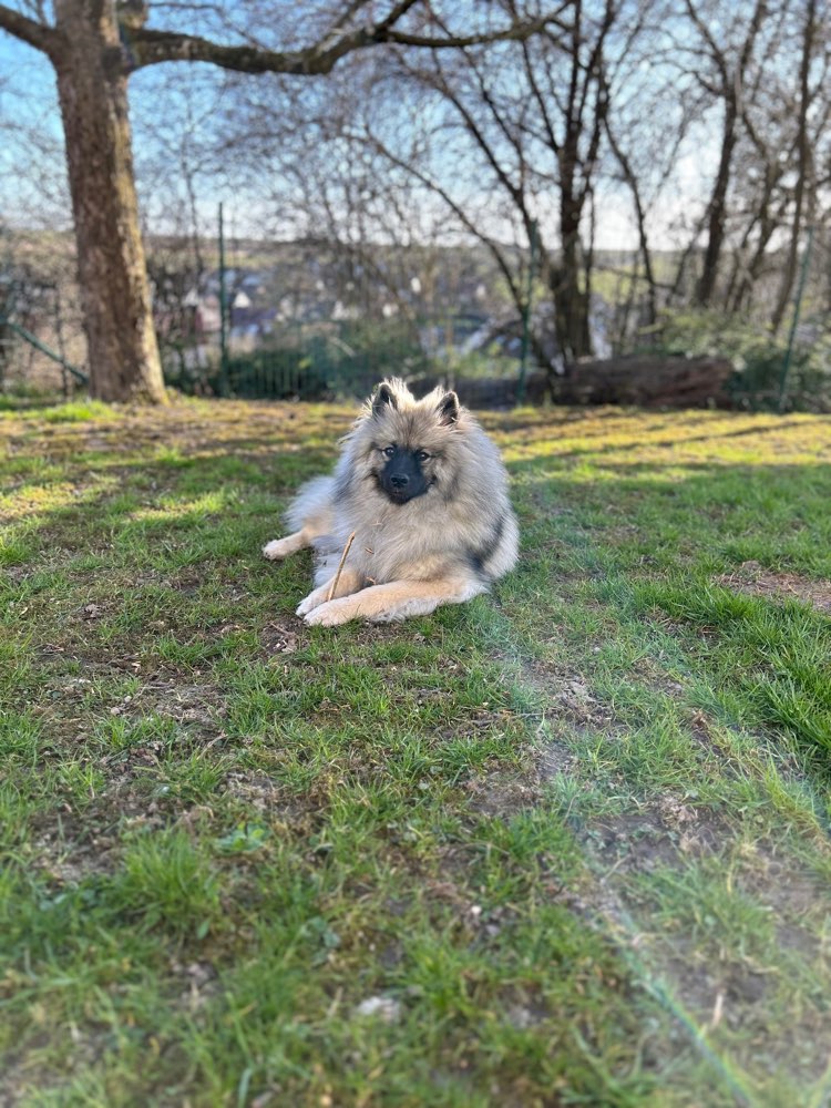 Hundetreffen-Gemeinsames Gassi-Profilbild