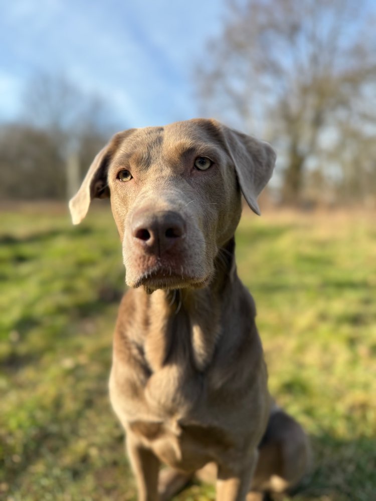 Hundetreffen-Social Walks-Profilbild