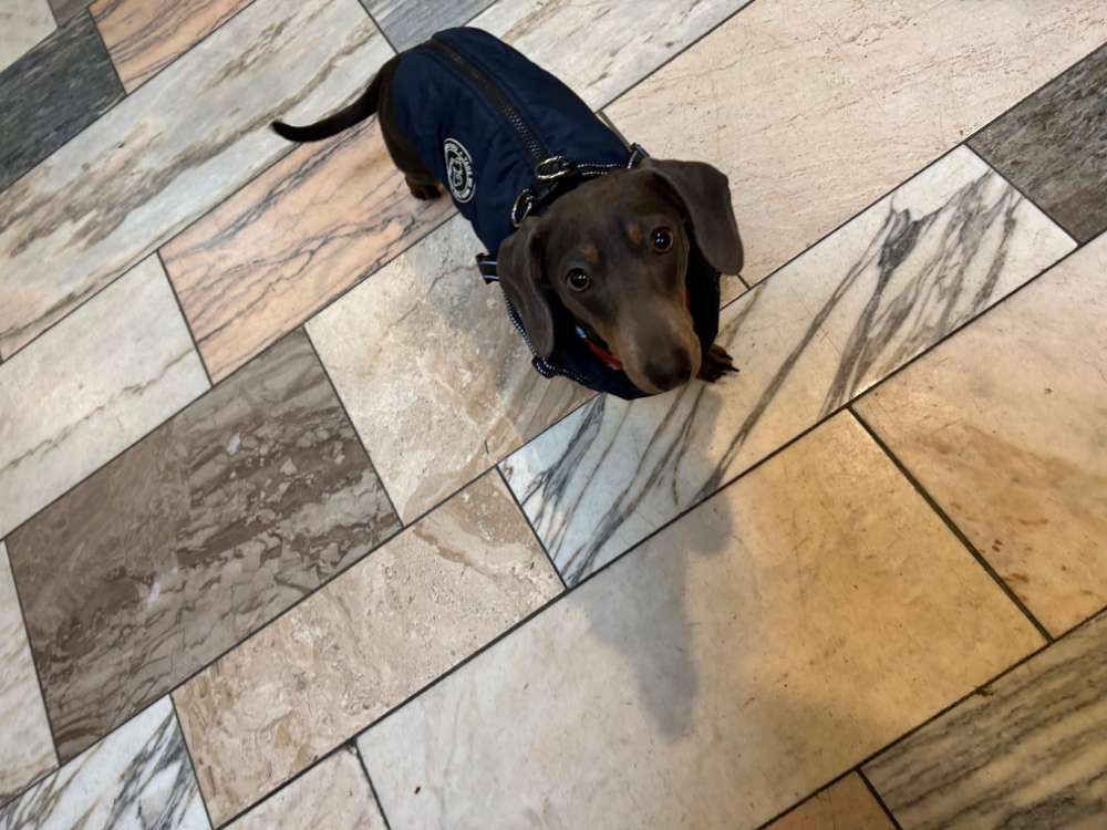 Hundetreffen-Dackel treffen in Stolberg/Aachen-Profilbild