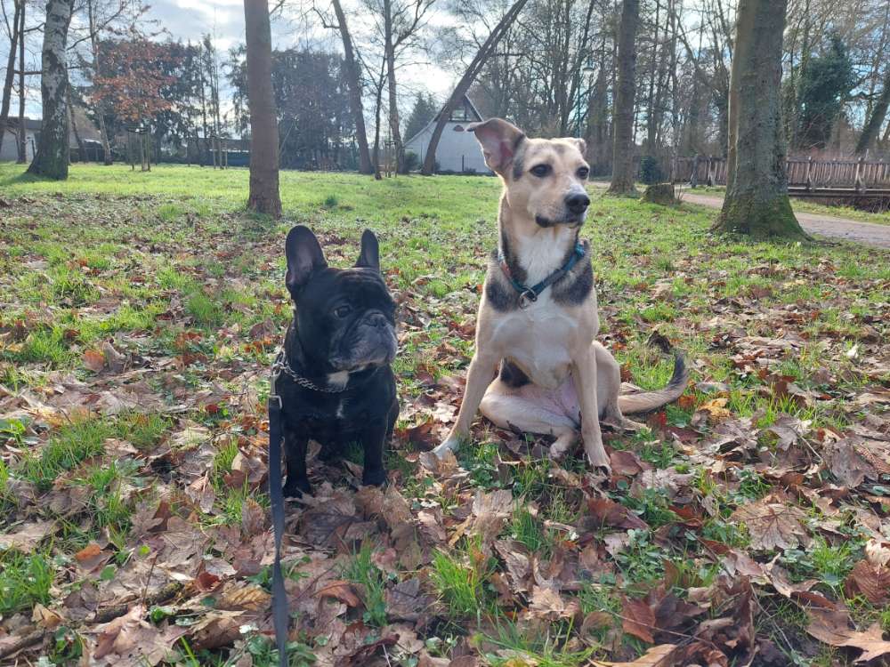 Hundetreffen-Gemeinsamer Spaziergang-Profilbild