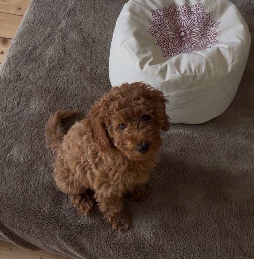 Hundetreffen-Welpentreffen optional in unserem Garten in Ippendorf-Profilbild