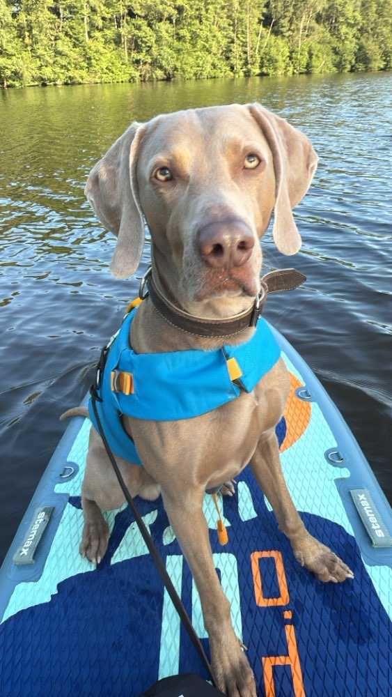 Hundetreffen-Gassirunde in Ludwigsfeld-Profilbild