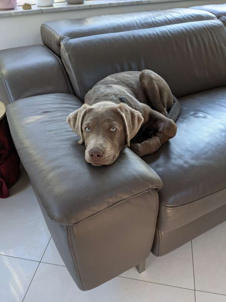 Hundetreffen-Suche Spielkameraden-Profilbild