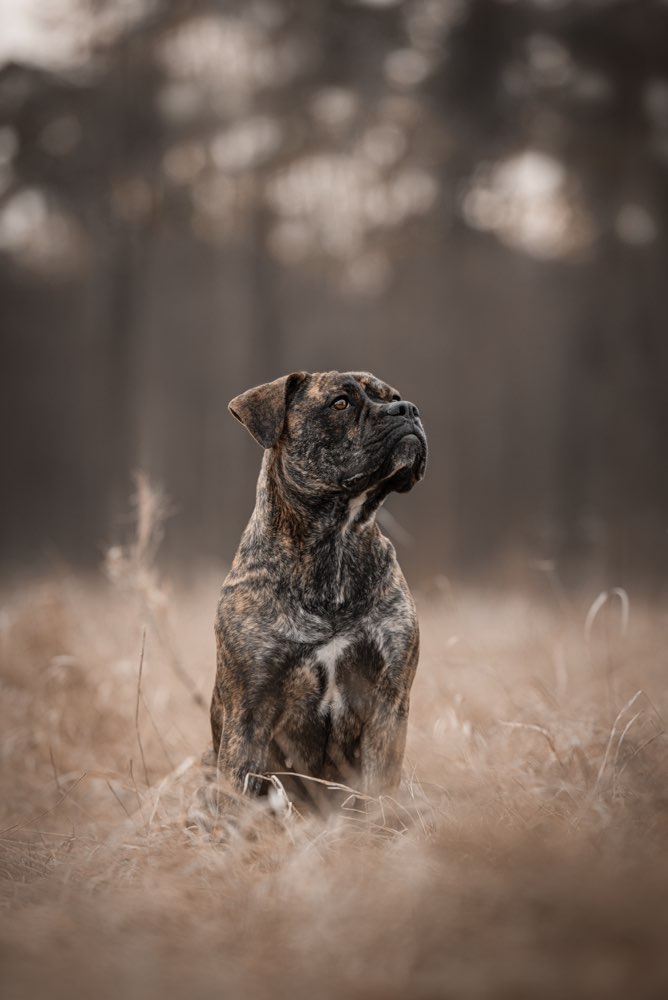 Hundetreffen-Training und Spielen-Profilbild