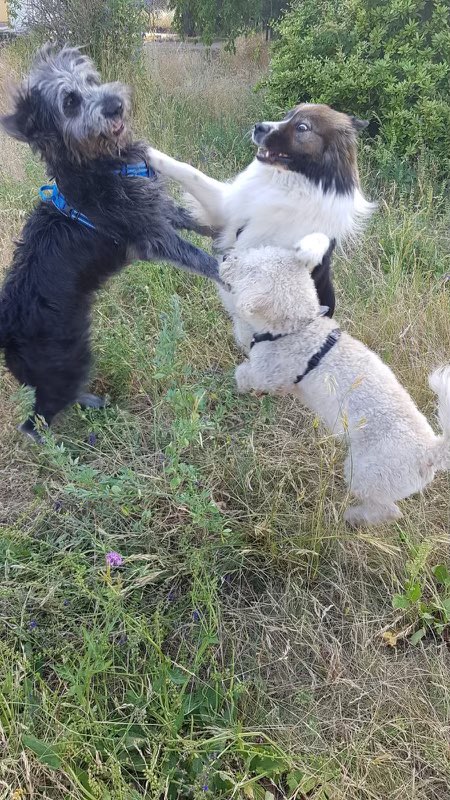 Hundetreffen-Wiesenspass am Teich-Profilbild