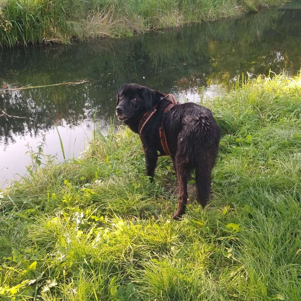 Hundetreffen-Spielkameradin gesucht 🐾-Profilbild