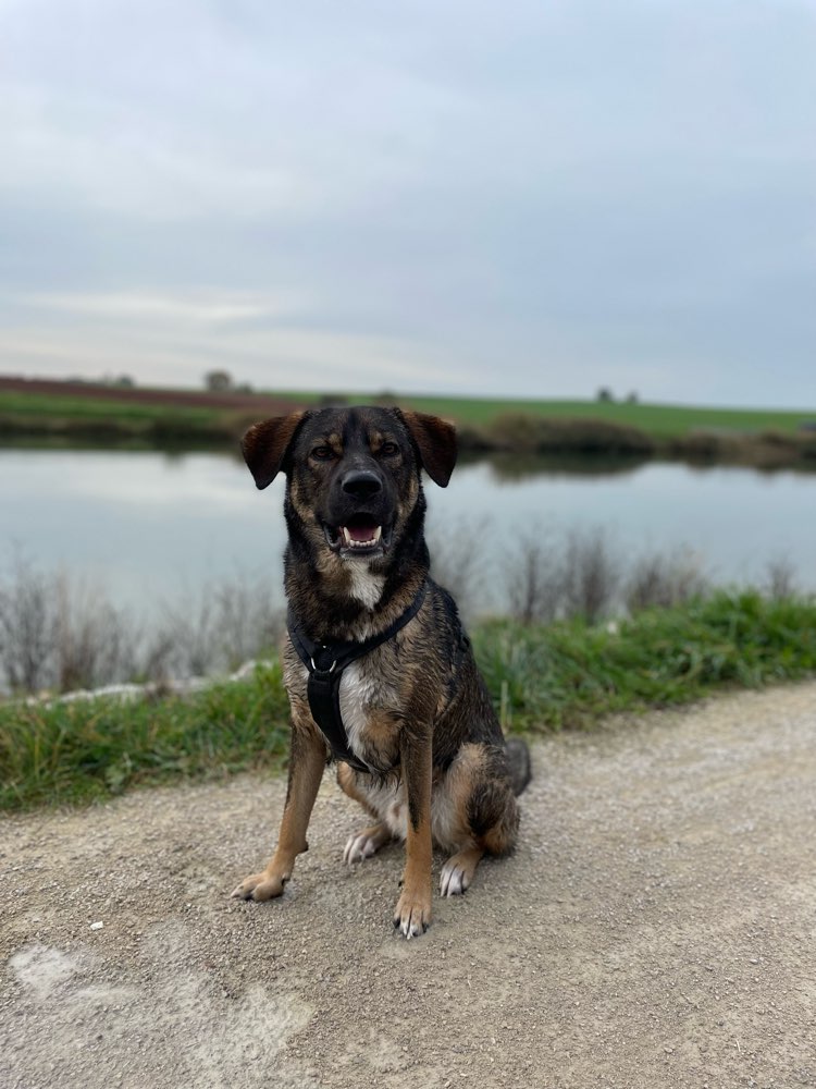 Hundetreffen-Gassi Runde-Profilbild