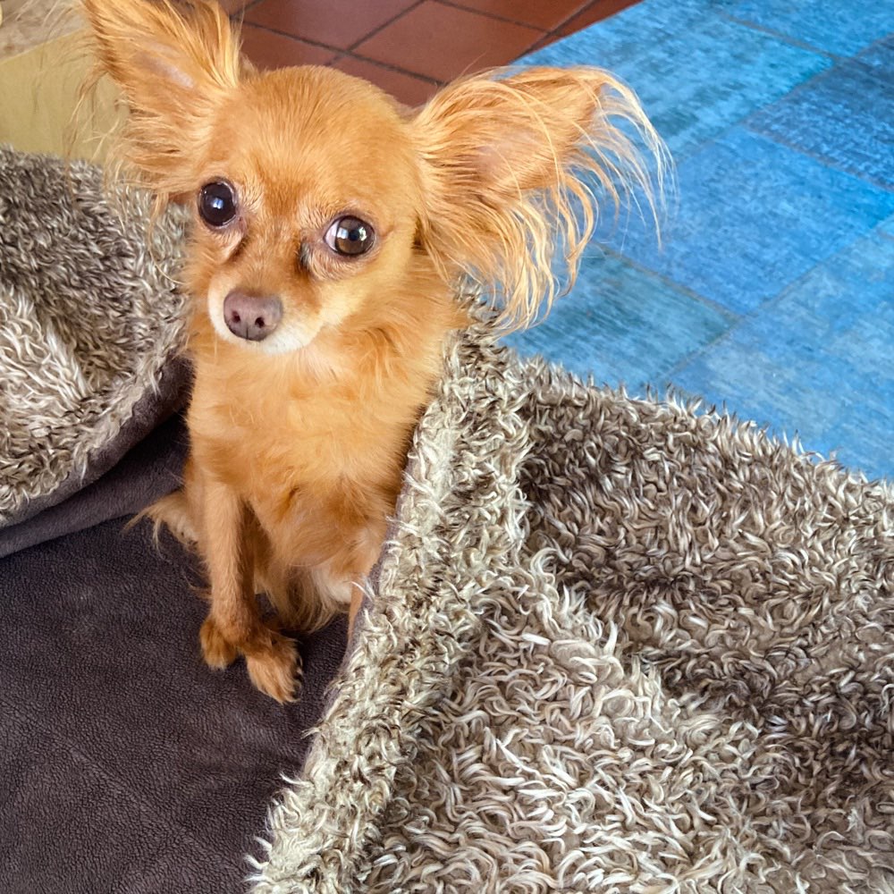 Hundetreffen-Regelmäßige Gassirunde in Freising Lerchenfeld-Profilbild