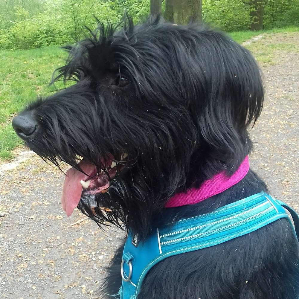Hundetreffen-Riesenschnauzer Rui sucht Kumpels 🐾-Profilbild