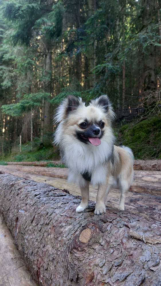 Hundetreffen-Gemeinsame Spaziergänge-Profilbild