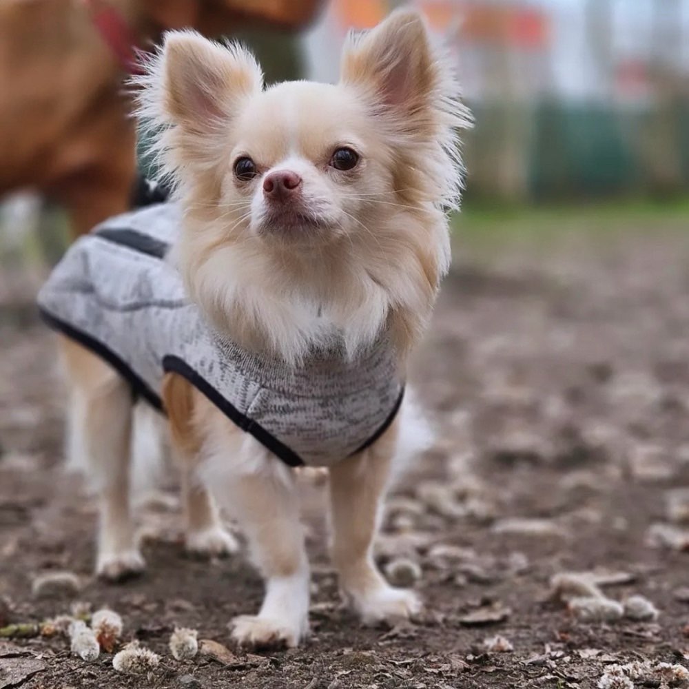 Hundetreffen-Gassi und spiele runde-Profilbild