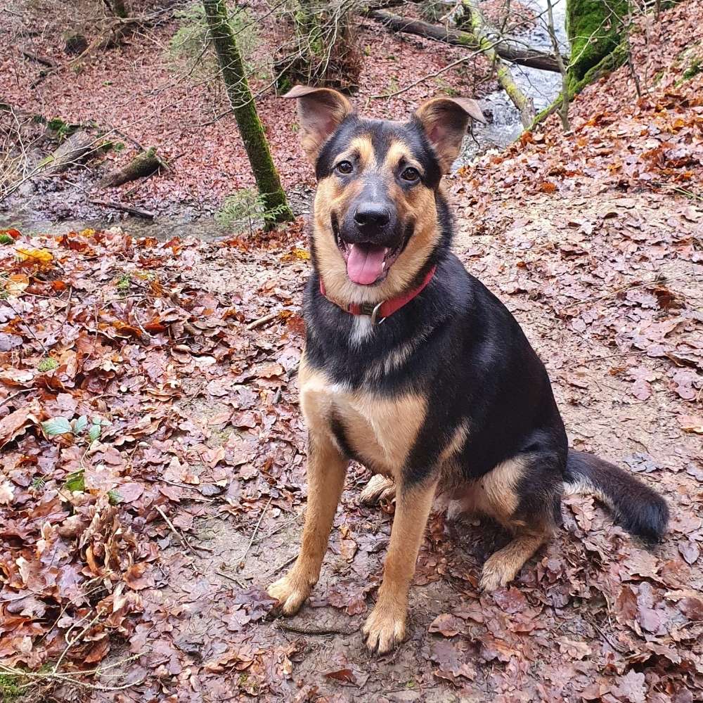 Hundetreffen-Gassi und Spielrunde-Profilbild