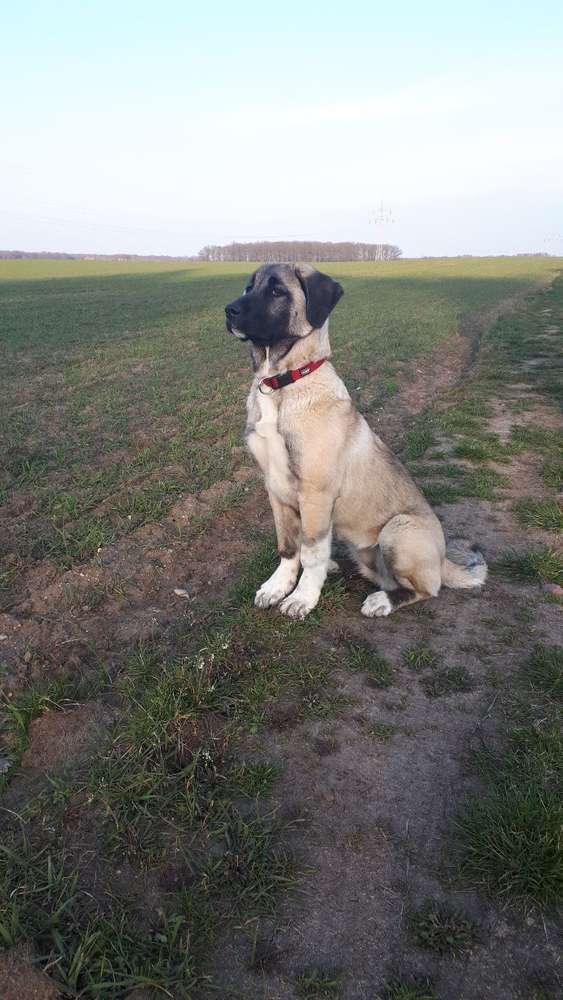 Hundetreffen-Training und spielen!-Profilbild