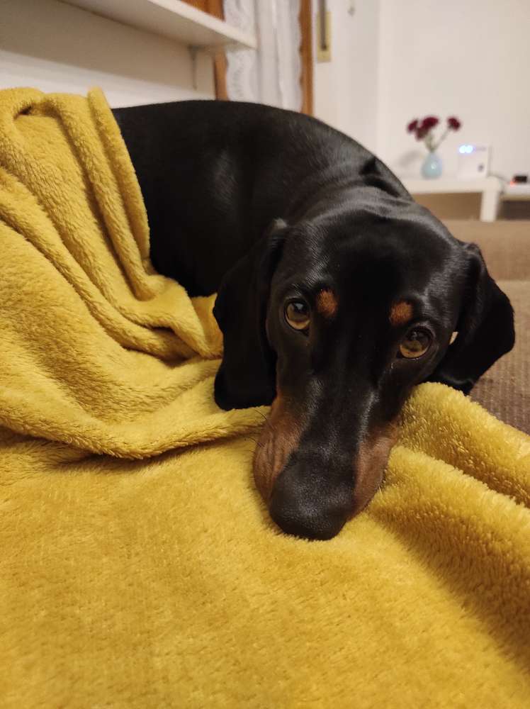 Hundetreffen-Freundin gesucht für meinen Dackel-Profilbild