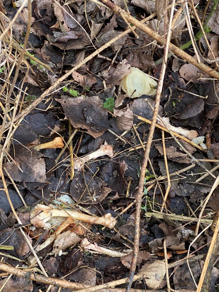 Giftköder-Knochen (ich glaube Hähnchen Knochen)-Profilbild