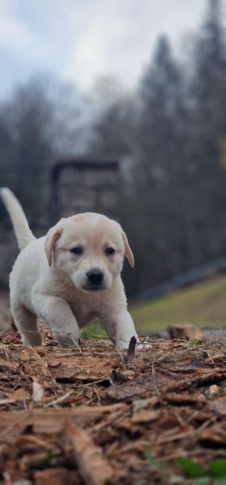 Hundetreffen-Gassi/ Spielpartner gesucht-Profilbild
