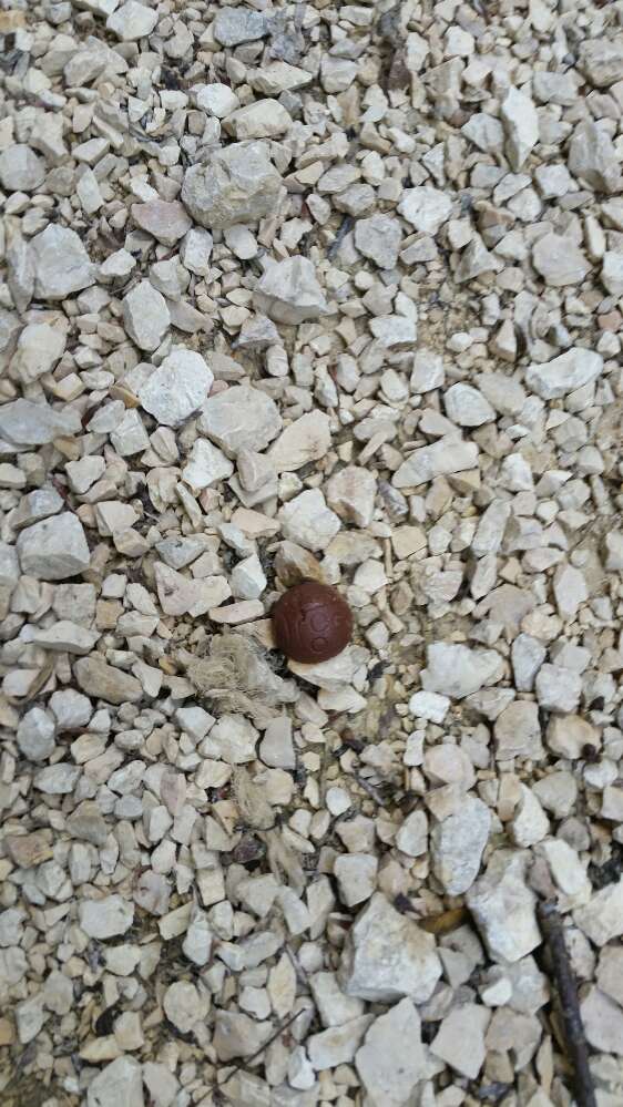 Giftköder-Schokolade-Profilbild