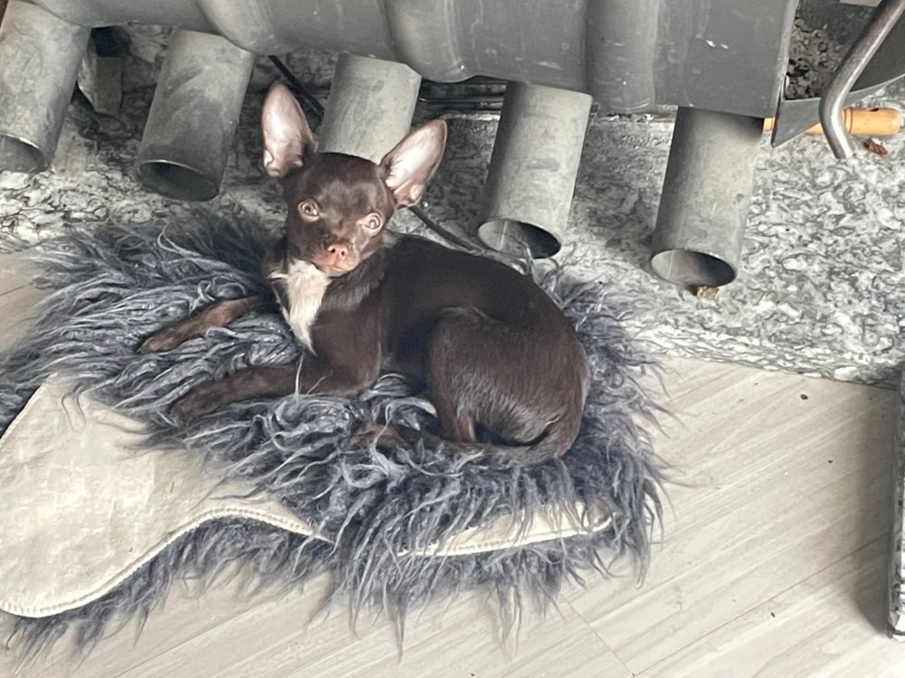 Hundetreffen-Hundetreffen Gassi Gänge-Profilbild