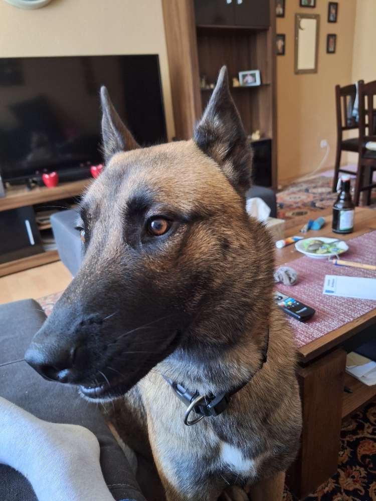 Hundetreffen-Belgischer-schäferhund 1 Jahr alt-Profilbild