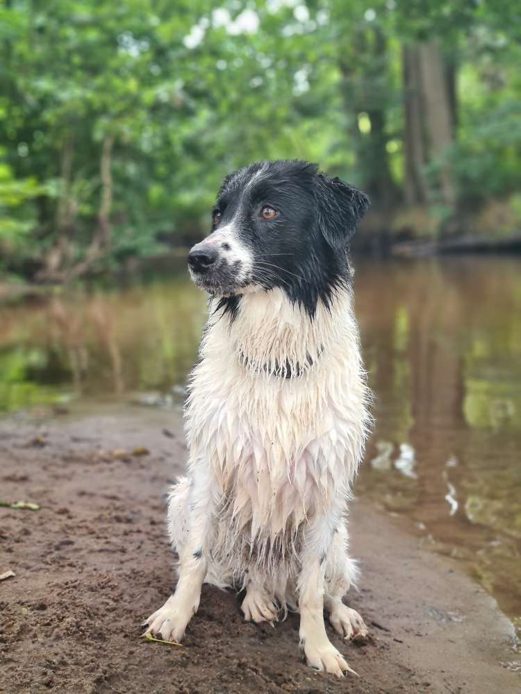 Hundetreffen-Hunde treffen am Fluss/Hundebadestelle-Profilbild