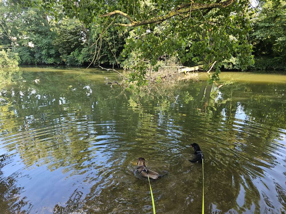 Hundetreffen-Gassirunde Ochsenfurt-Profilbild