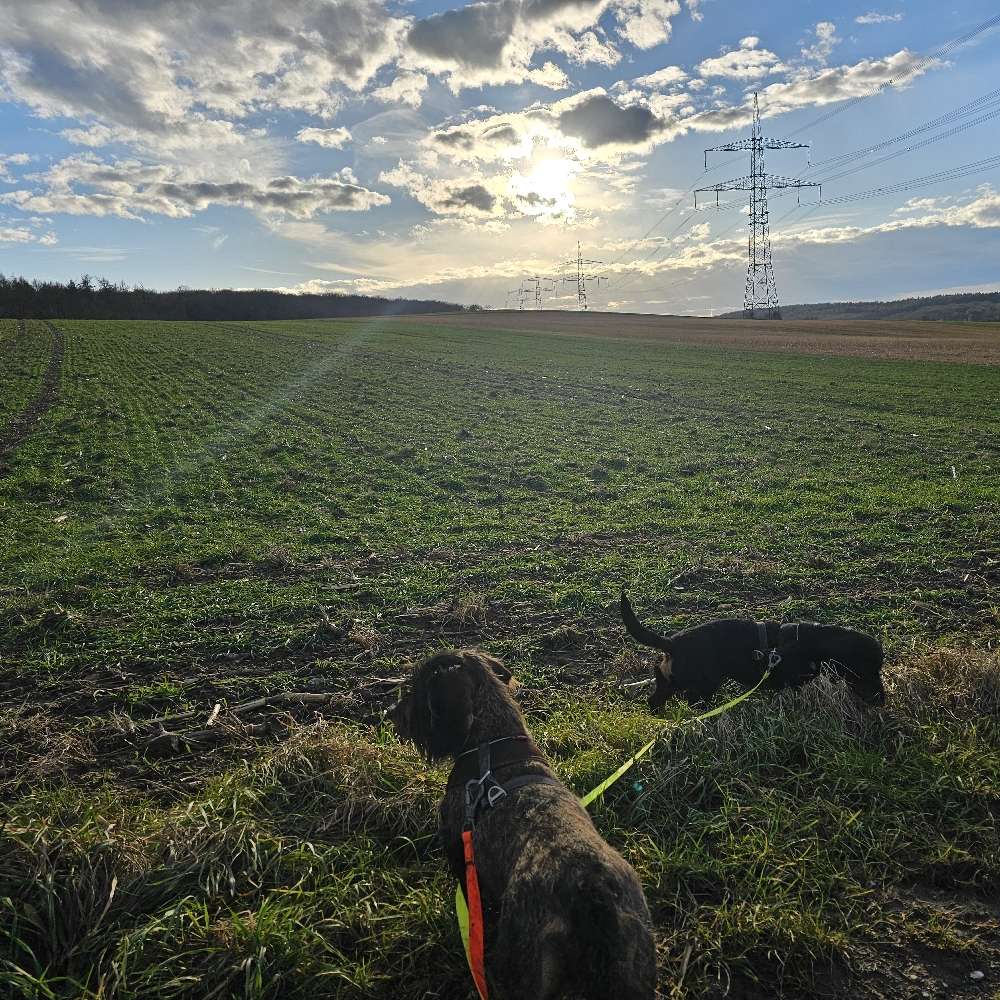 Hundetreffen-Gassirunde Ochsenfurt-Profilbild