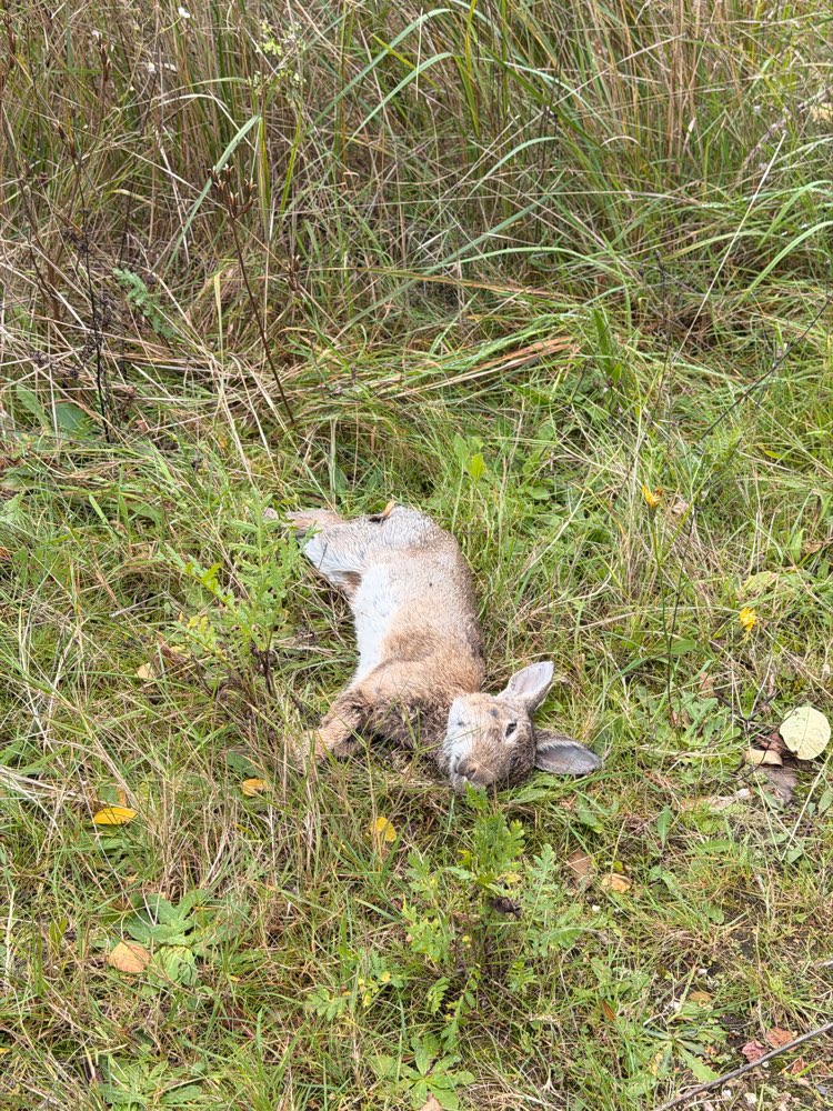 Giftköder-Totes Kaninchen-Profilbild