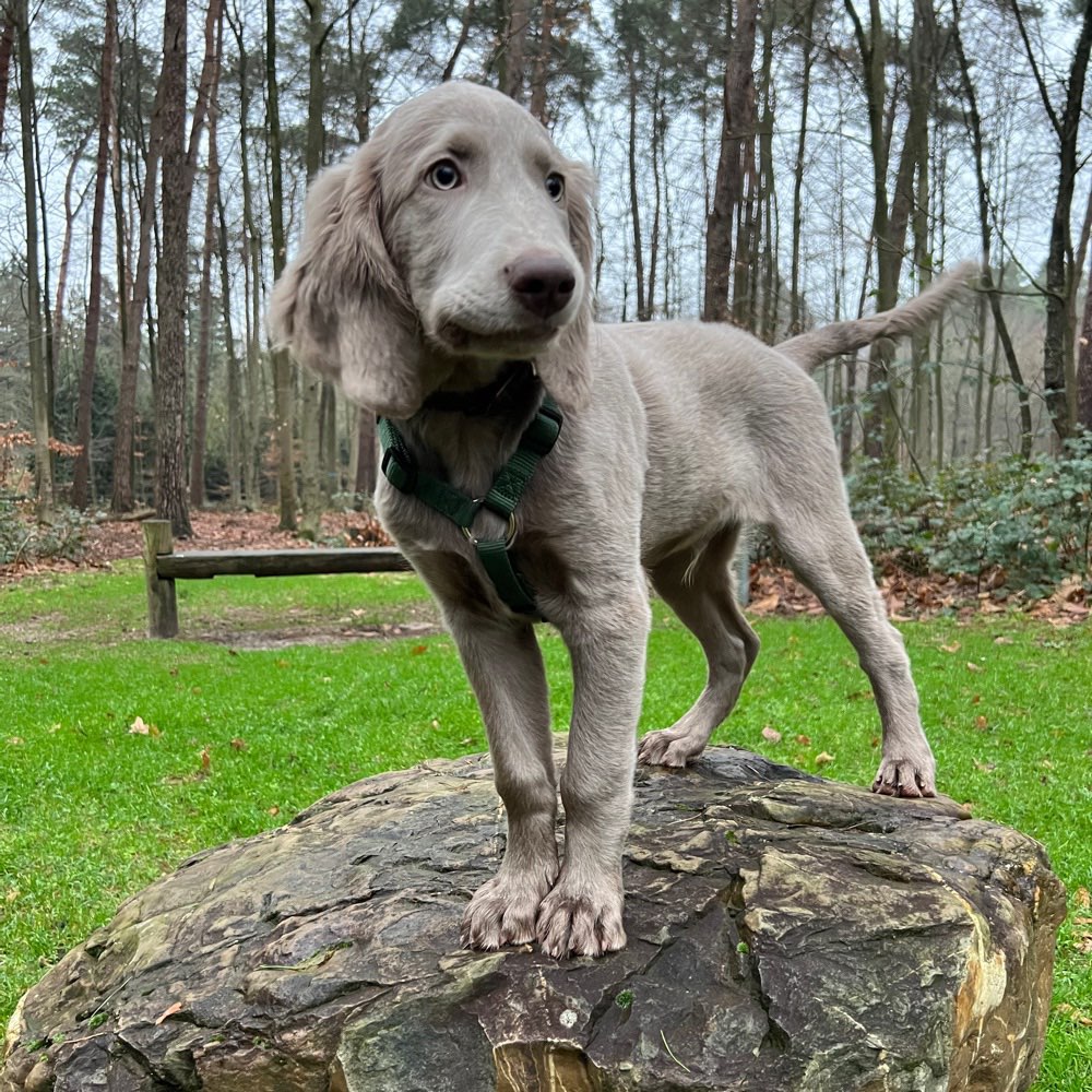 Hundetreffen-Welpentreff Nettetal-Profilbild