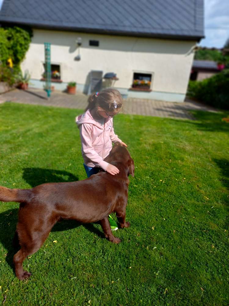 Hundetreffen-Treffen aller Altersklassen-Profilbild