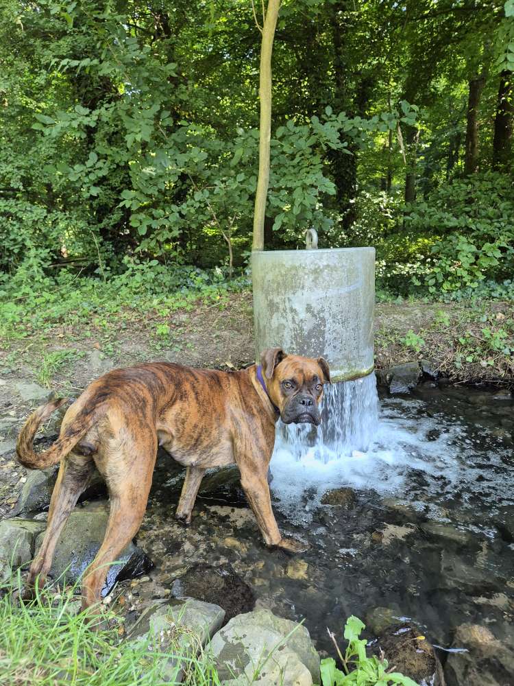 Hundetreffen-WhatsApp Gruppe für den Bereich: Rheurdt/ Umgebung-Profilbild