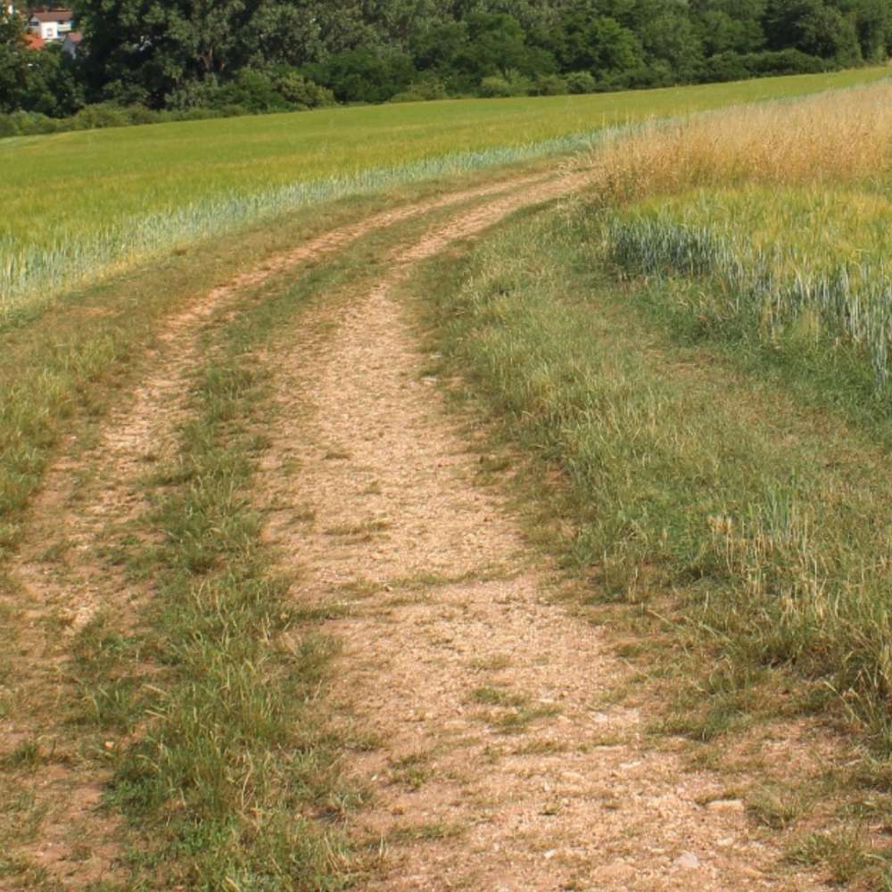 Hundetreffen-Treffen im wahlsberg-Profilbild