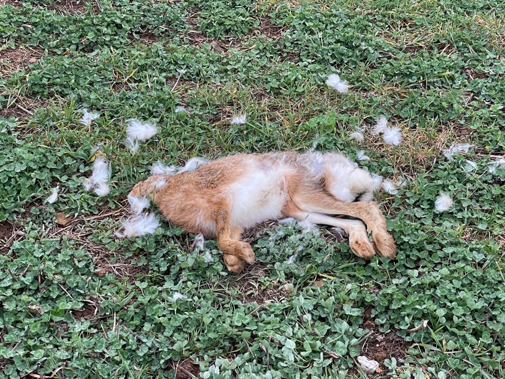 Giftköder-Hasenkadaver ohne Kopf-Profilbild