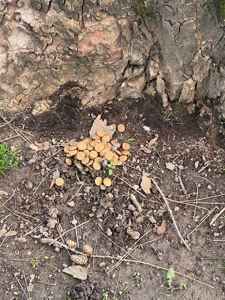 Giftköder-Hundefutter-Profilbild