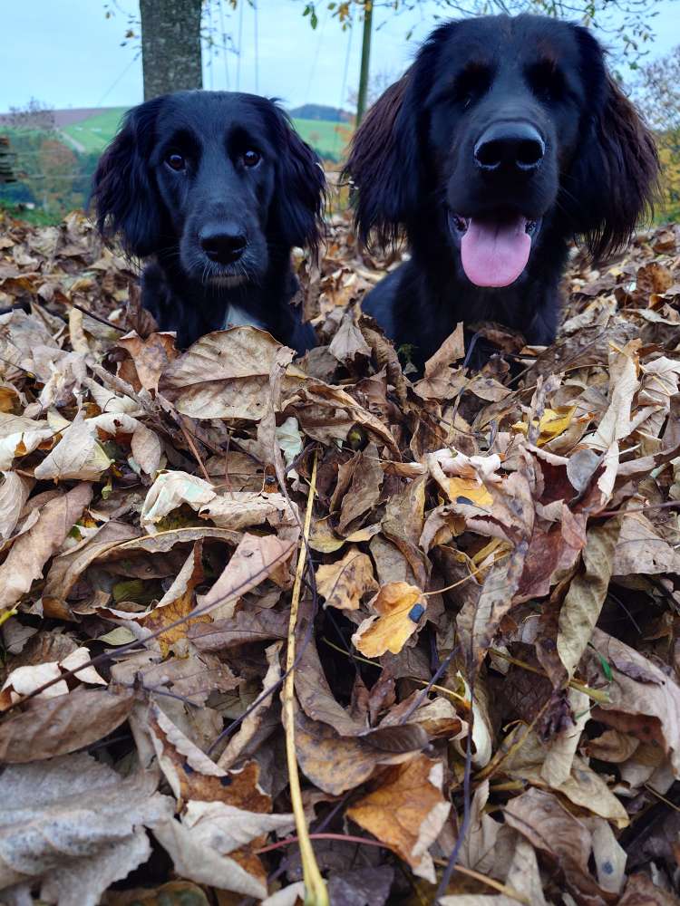 Hundetreffen-Wir suchen Gassi Begleiter 😇-Profilbild