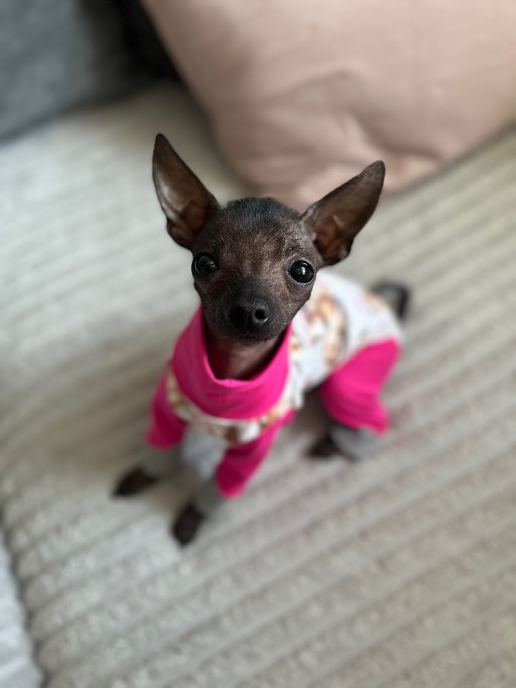 Hundetreffen-Spielfreunde bis 6kg gesucht-Profilbild