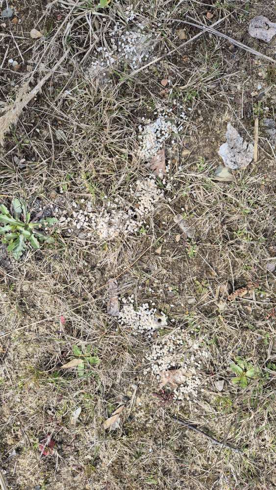 Giftköder-Evtl Dünger verteilt in kleinen Haufen-Profilbild