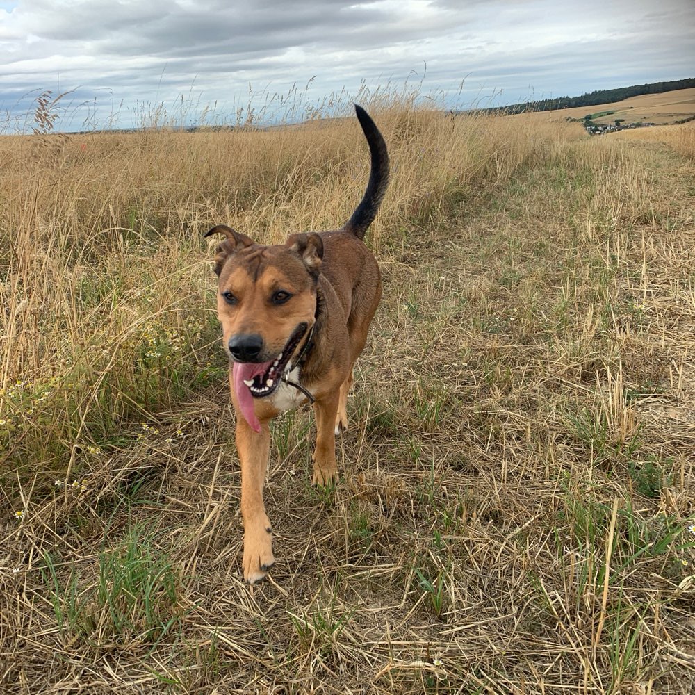 Hundetreffen-Hohenstein Strinz M-Profilbild
