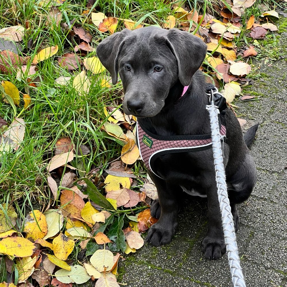 Hundetreffen-Halde Hoheward Herten-Profilbild