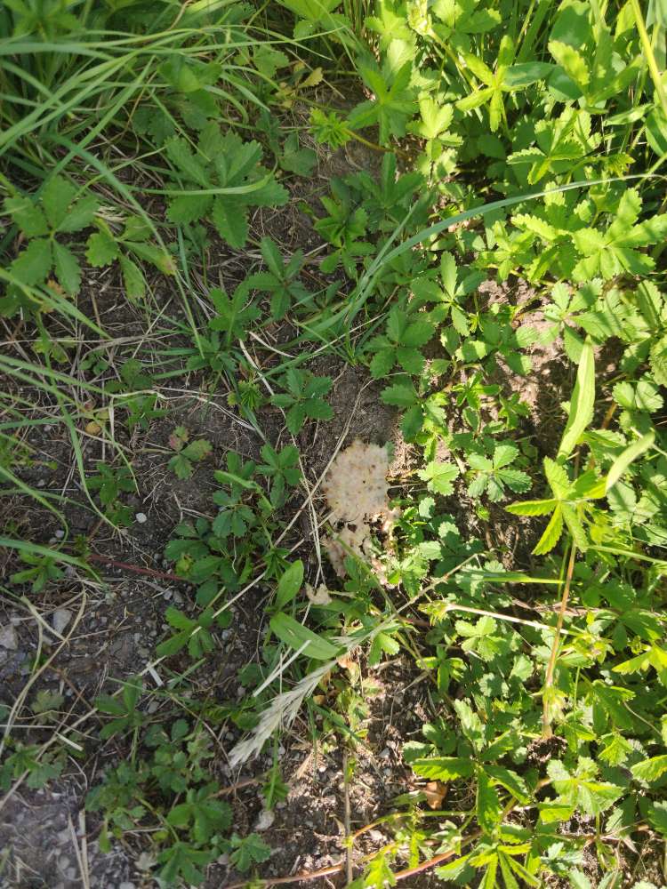 Giftköder-Erneut Fleisch bzw Hackfleisch ausgelegt-Profilbild