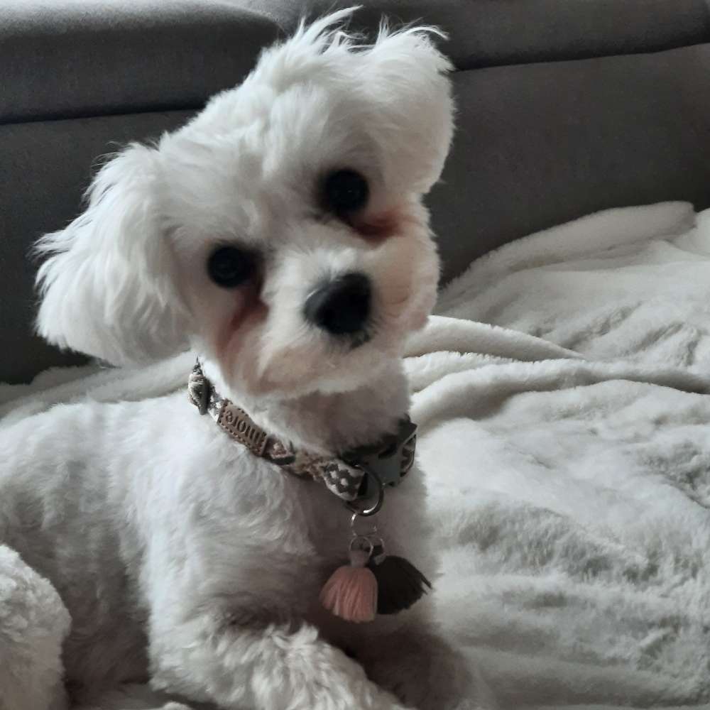 Hundetreffen-Spiel- und Gassikumpel(ine) gesucht-Profilbild