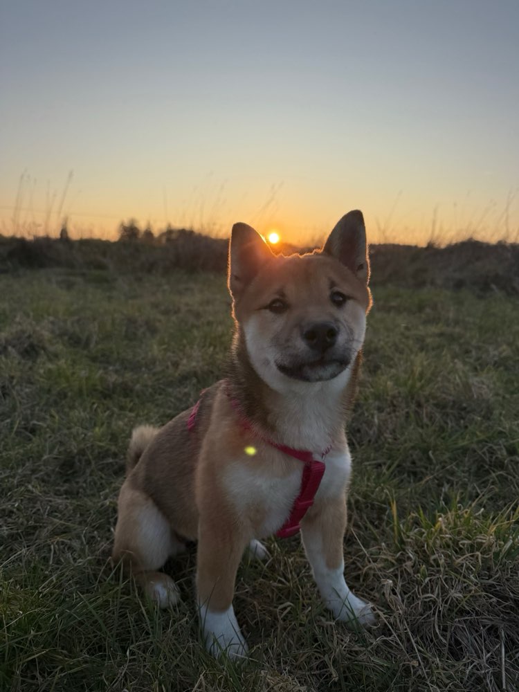 Hundetreffen-Welpen- Junghundetreffen-Profilbild