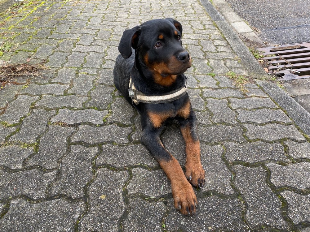 Hundetreffen-Spielen und Gassirunde-Profilbild