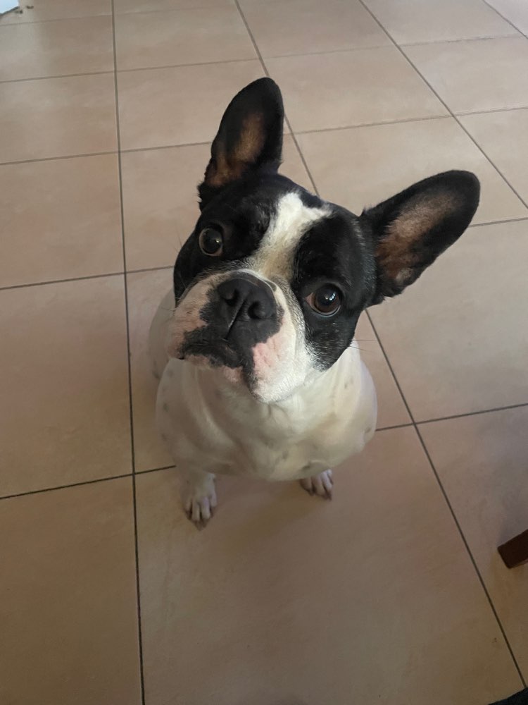 Hundetreffen-Spielkameraden gesucht-Profilbild