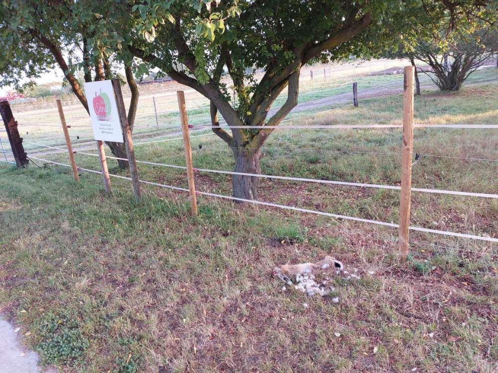 Giftköder-Kaninchenkadaver-Profilbild