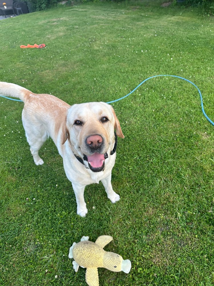 Hundetreffen-Spielkameraden gesucht-Profilbild