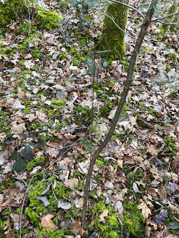 Giftköder-Metallstangen mit gefährlichen Spitzen-Profilbild
