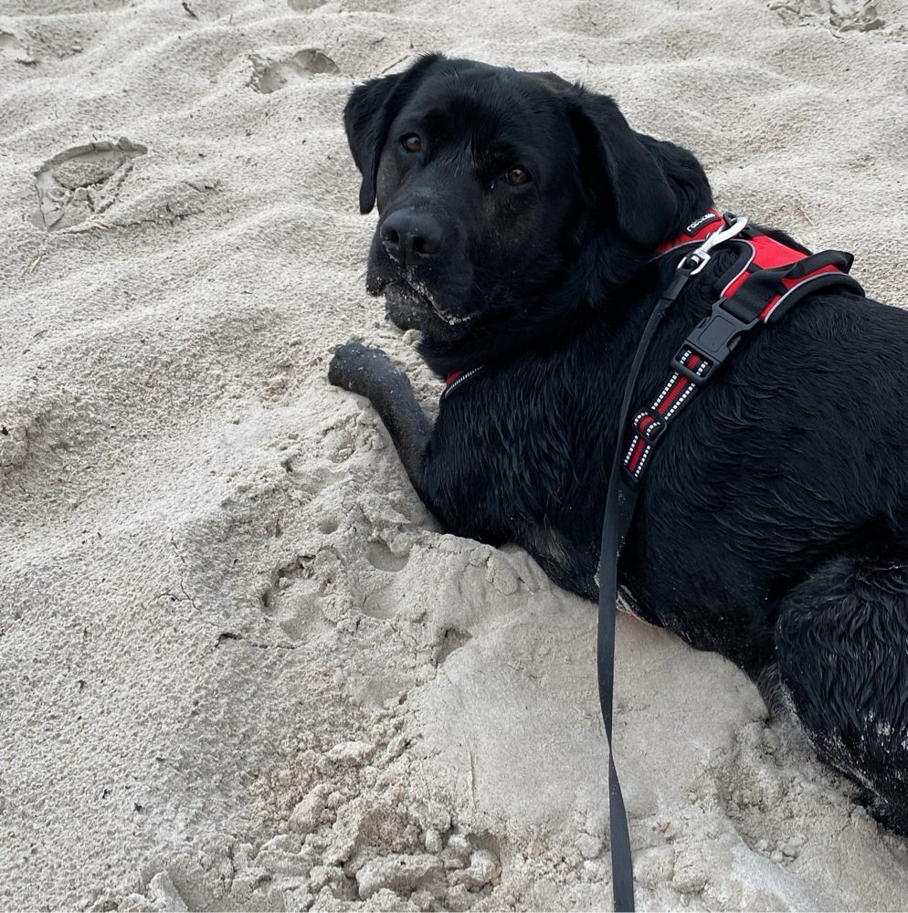 Hundetreffen-Letzte Gassirunde im Riemke Park-Profilbild